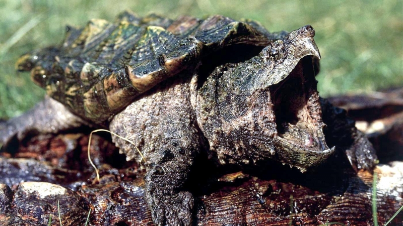 Alligator Snapping Turtle "OCEAN TREASURES" Memorial Library