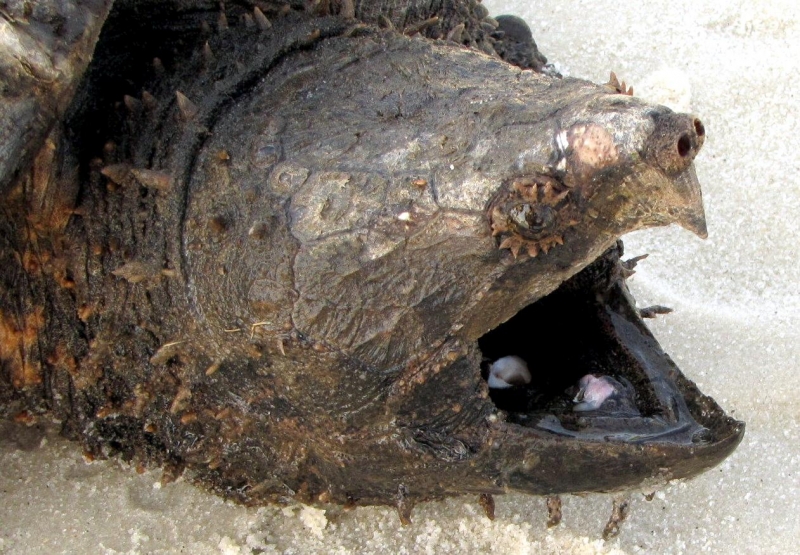 Alligator Snapping Turtle "OCEAN TREASURES" Memorial Library