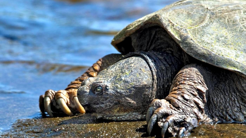 Alligator Snapping Turtle "OCEAN TREASURES" Memorial Library