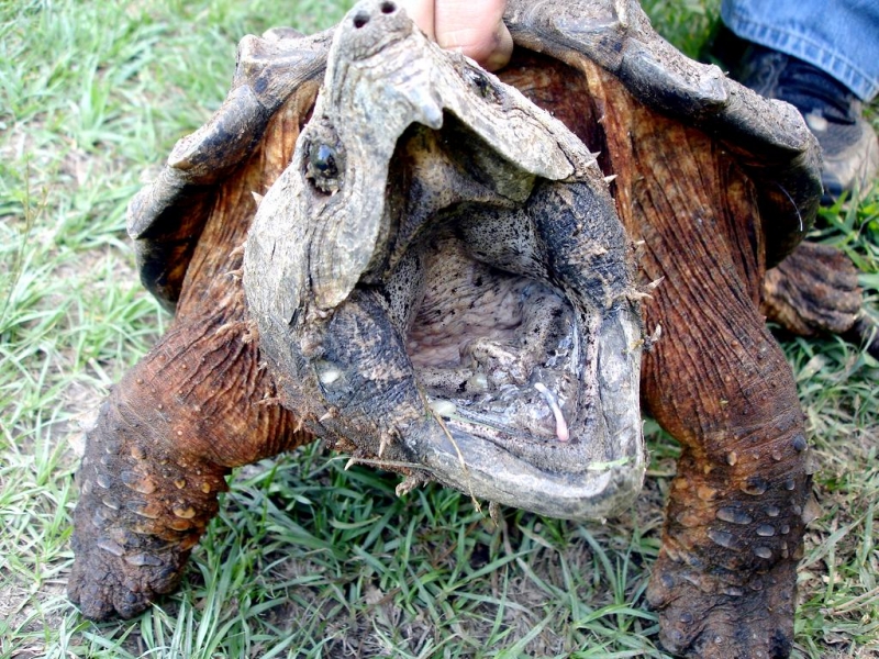 Alligator Snapping Turtle "OCEAN TREASURES" Memorial Library
