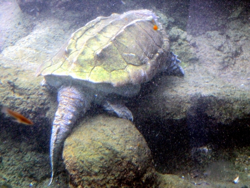 Alligator Snapping Turtle "OCEAN TREASURES" Memorial Library