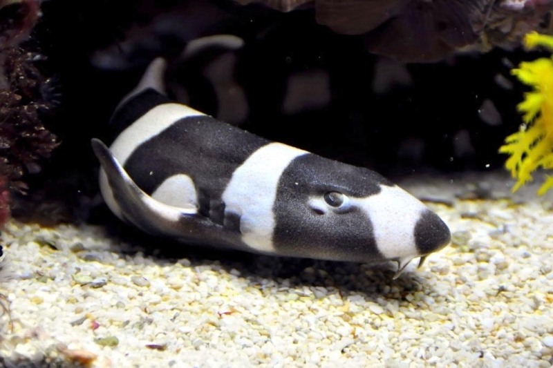 Bamboo Shark "OCEAN TREASURES" Memorial Library