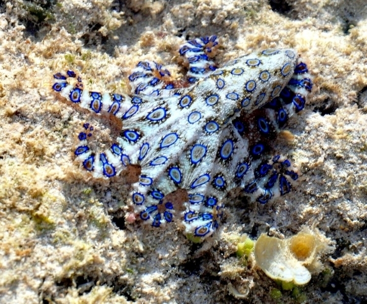 Blueringed Octopus "OCEAN TREASURES" Memorial Library