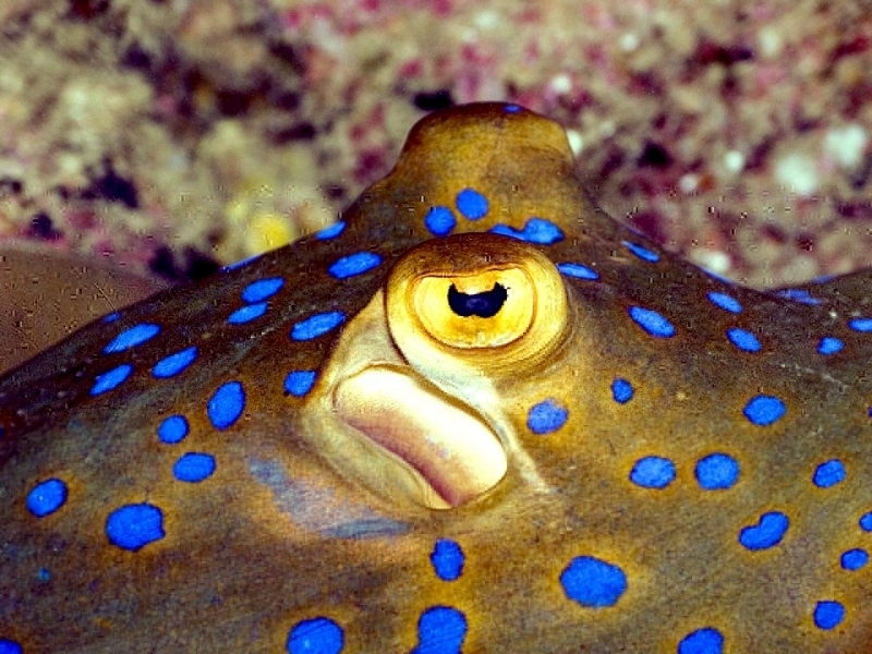 Bluespotted Stingray "OCEAN TREASURES" Memorial Library