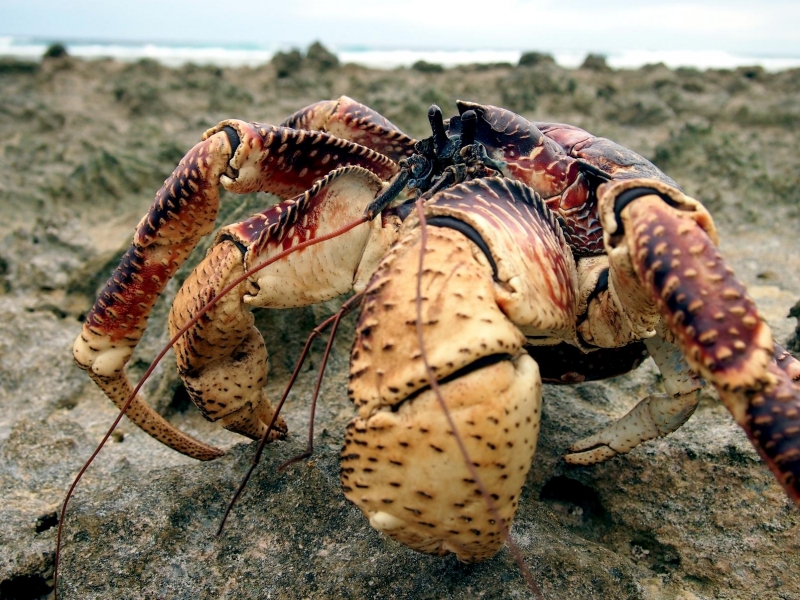 Coconut Crab "OCEAN TREASURES" Memorial Library
