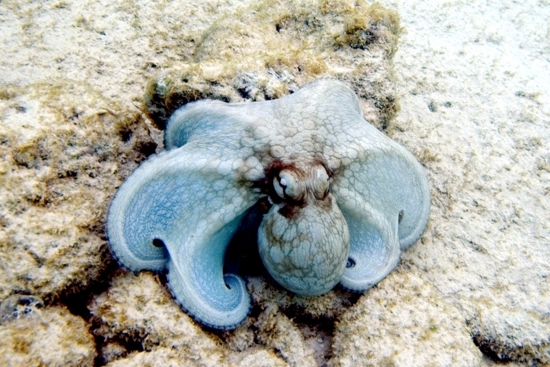 Common Octopus "OCEAN TREASURES" Memorial Library