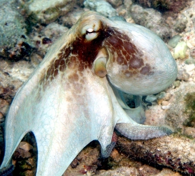 Common Octopus "OCEAN TREASURES" Memorial Library