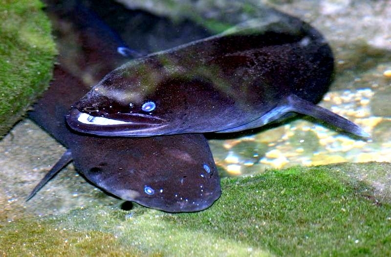 Conger Eel "OCEAN TREASURES" Memorial Library