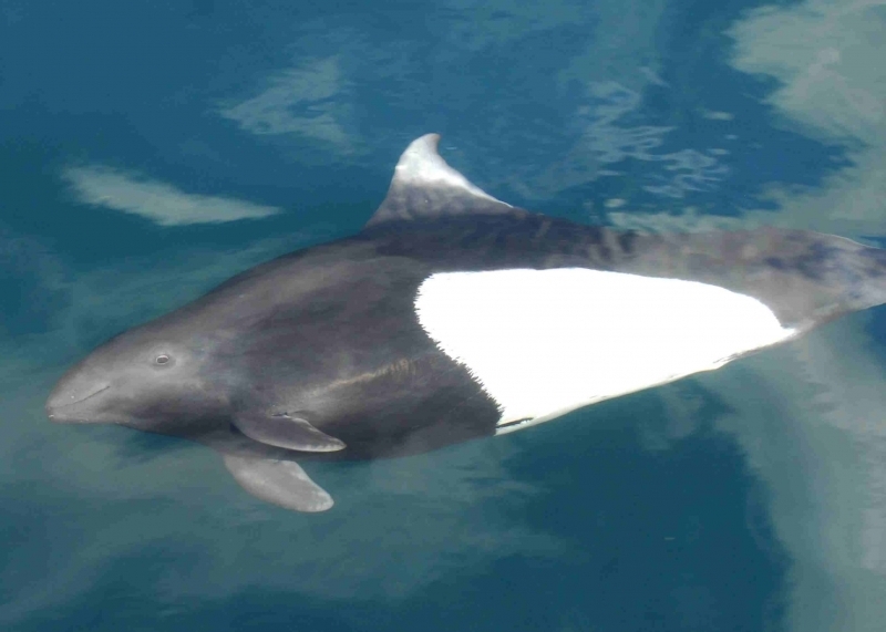 Dall’s Porpoise "OCEAN TREASURES" Memorial Library
