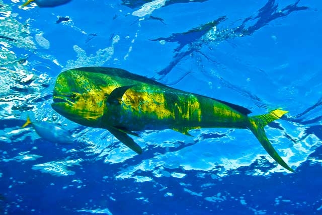 Dolphinfish "OCEAN TREASURES" Memorial Library