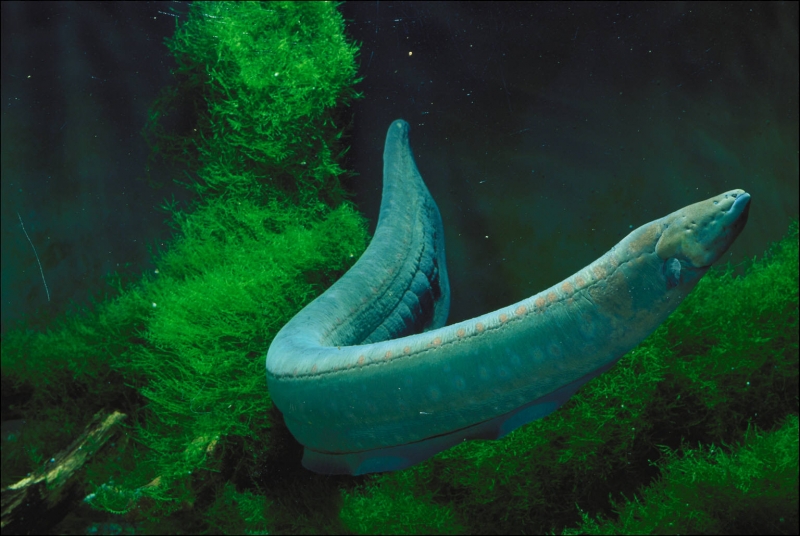 Electric Eel "OCEAN TREASURES" Memorial Library