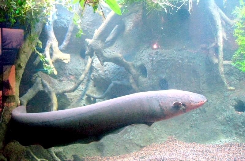 Electric Eel "OCEAN TREASURES" Memorial Library