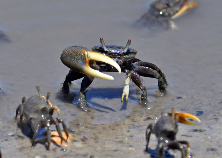Fiddler Crab "OCEAN TREASURES" Memorial Library