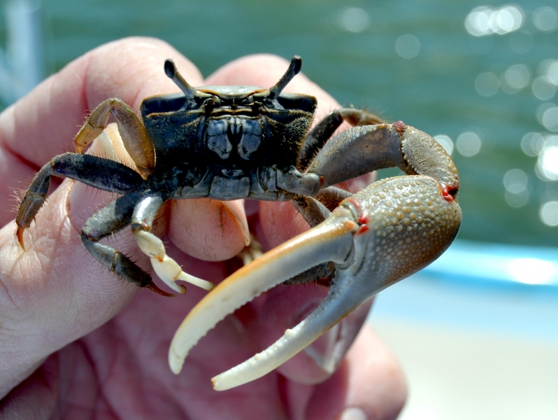 Fiddler Crab "OCEAN TREASURES" Memorial Library