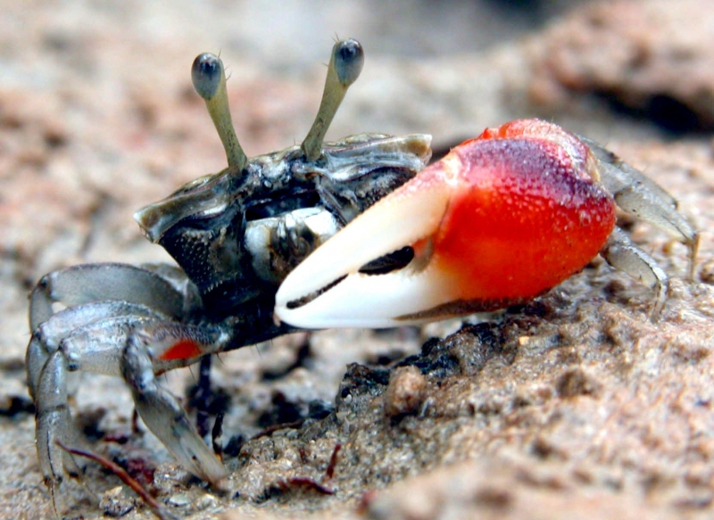 Fiddler Crab "OCEAN TREASURES" Memorial Library