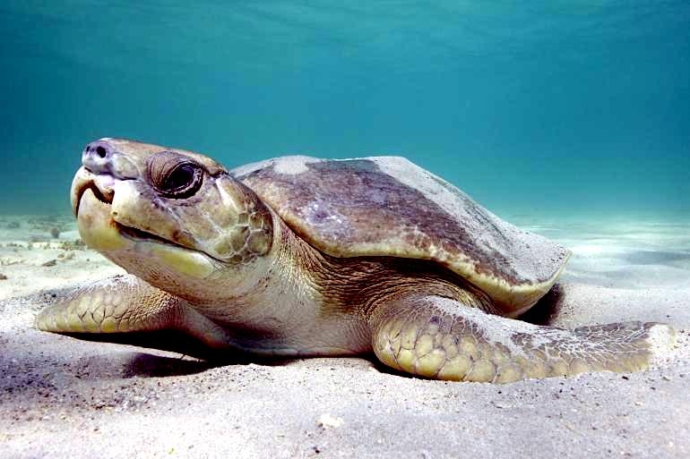 Flatback Sea Turtle "OCEAN TREASURES" Memorial Library