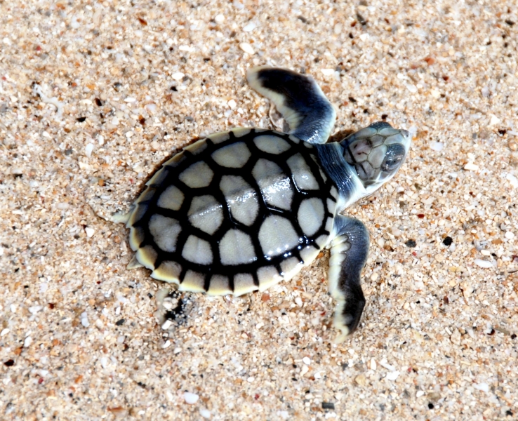 Flatback Sea Turtle "OCEAN TREASURES" Memorial Library