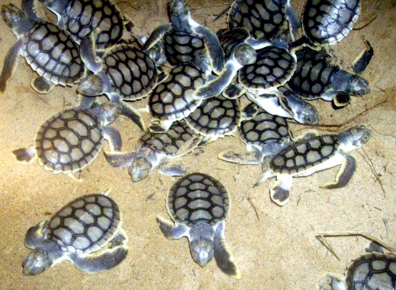 Flatback Sea Turtle "OCEAN TREASURES" Memorial Library