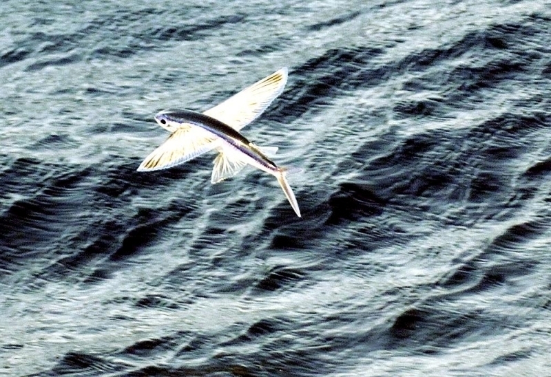 Flying Fish