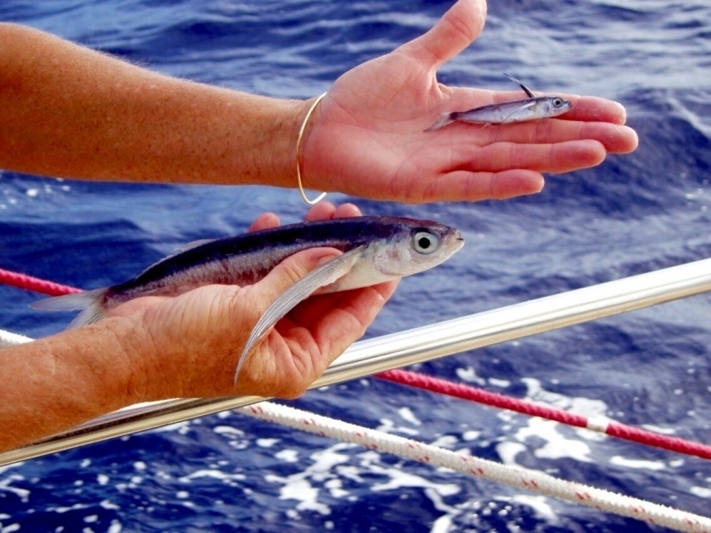 Flying Fish "OCEAN TREASURES" Memorial Library