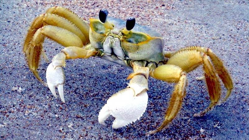 Ghost Crab "OCEAN TREASURES" Memorial Library