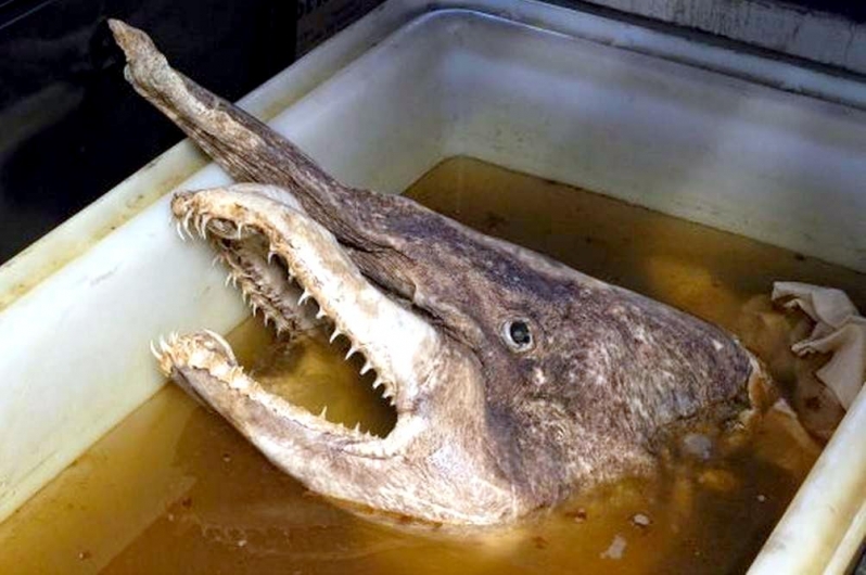 Goblin Shark "OCEAN TREASURES" Memorial Library