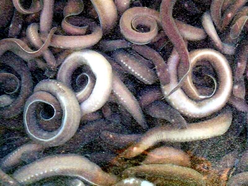 Hagfish "OCEAN TREASURES" Memorial Library