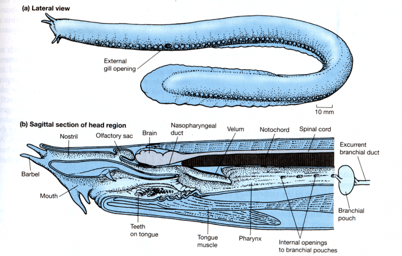 Hagfish "OCEAN TREASURES" Memorial Library