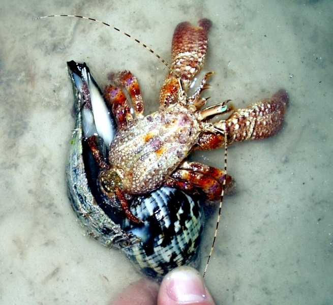 How does a crab shed its shell