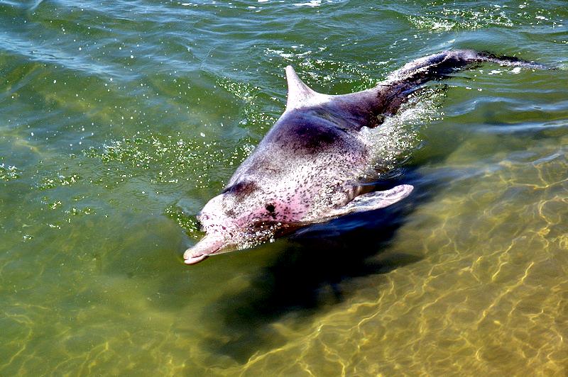 IndoPacific Humpback Dolphin "OCEAN TREASURES" Memorial Library
