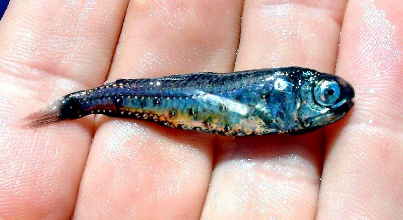 Lanternfish "OCEAN TREASURES" Memorial Library