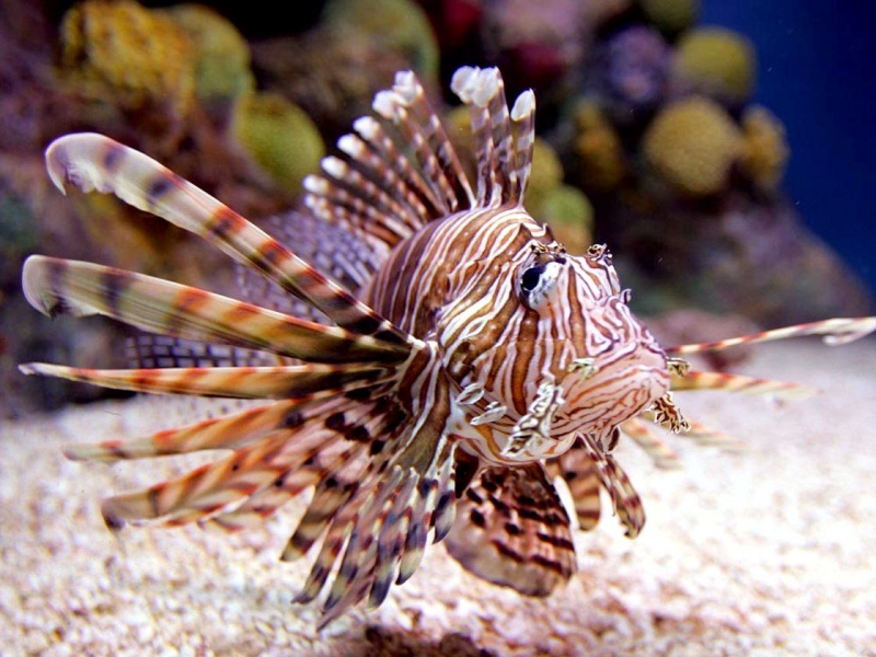 Lionfish "OCEAN TREASURES" Memorial Library
