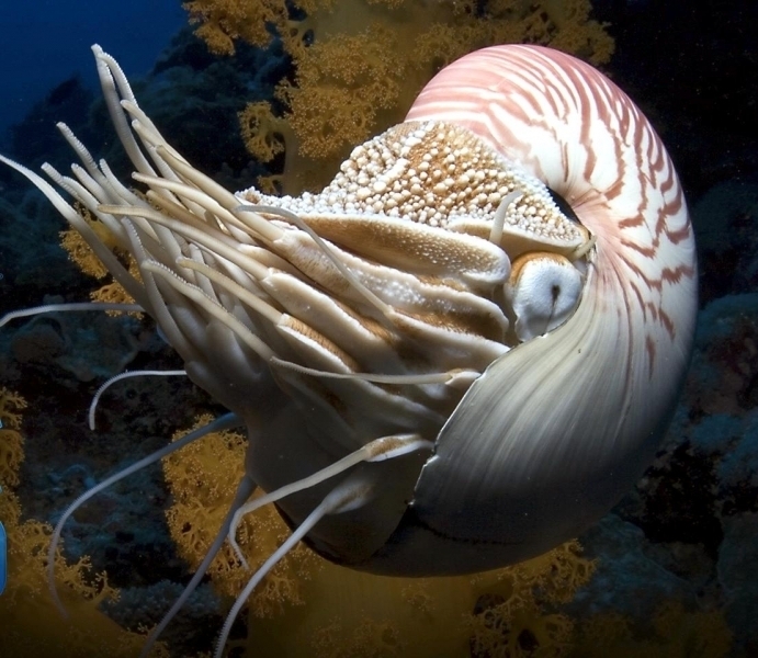 Chambered Nautilus "OCEAN TREASURES" Memorial Library