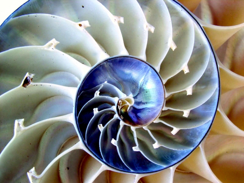 Chambered Nautilus "OCEAN TREASURES" Memorial Library