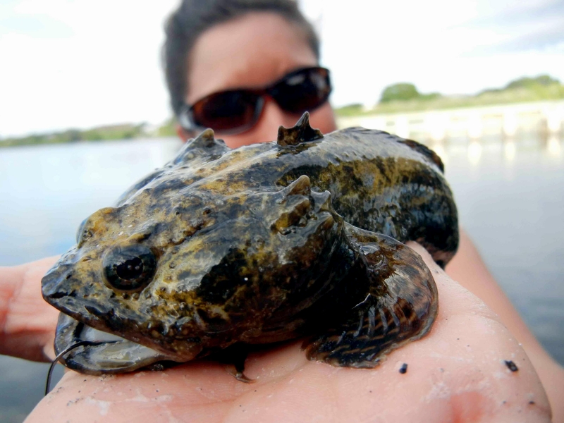 Oyster Toadfish "OCEAN TREASURES" Memorial Library