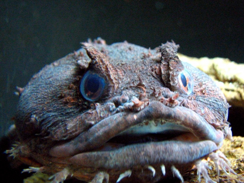 Oyster Toadfish "OCEAN TREASURES" Memorial Library