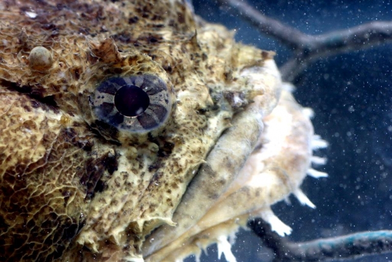 Oyster Toadfish "OCEAN TREASURES" Memorial Library