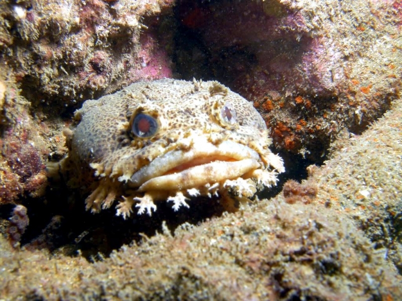 Oyster Toadfish "OCEAN TREASURES" Memorial Library