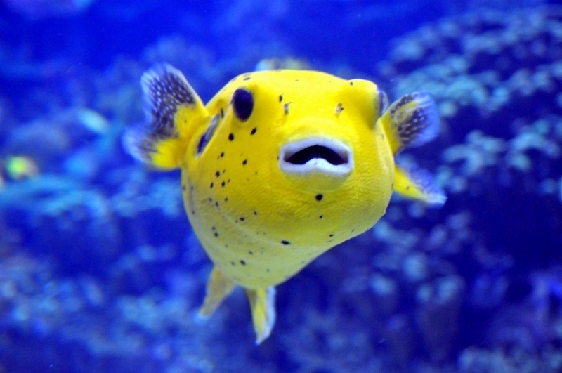 Pufferfish "OCEAN TREASURES" Memorial Library