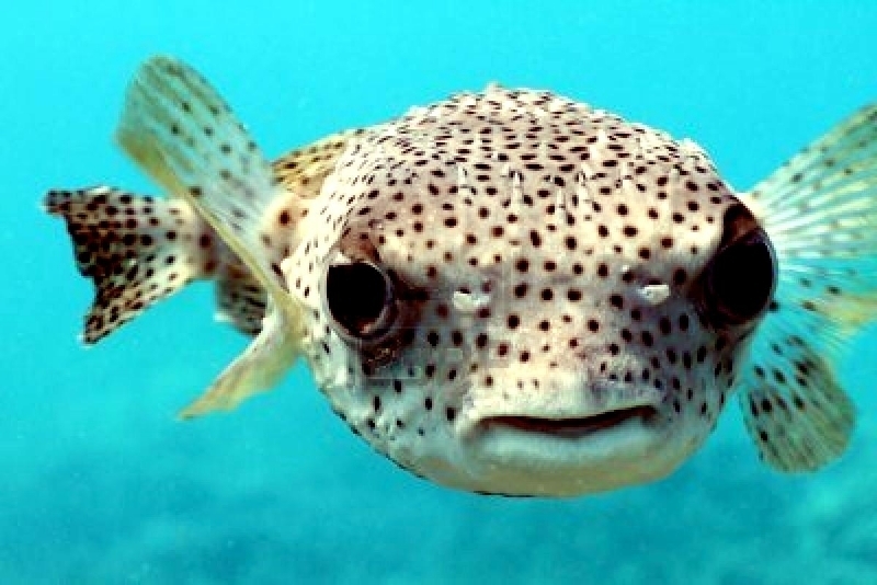 Pufferfish "OCEAN TREASURES" Memorial Library