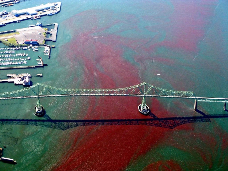 This is what they call a Red Tide. Red Tides are caused by an