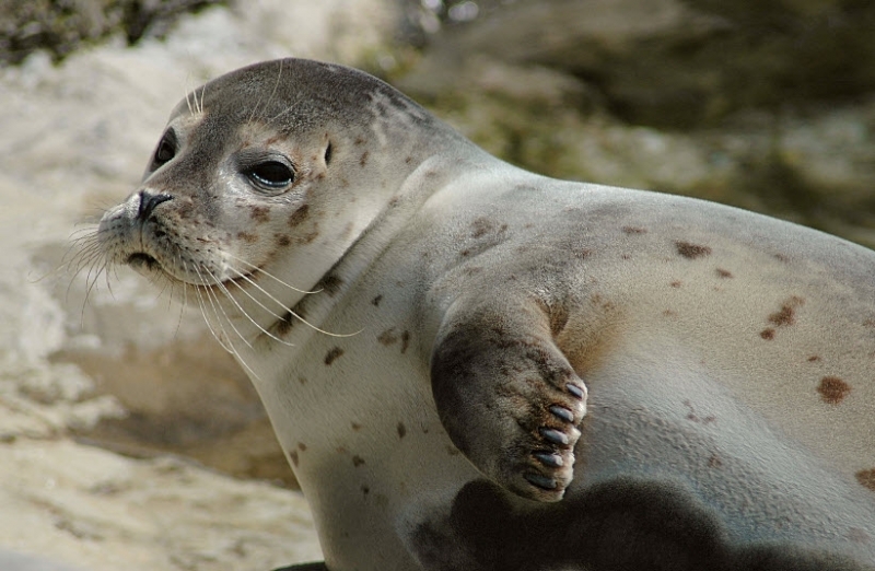 Ringed Seal "OCEAN TREASURES" Memorial Library