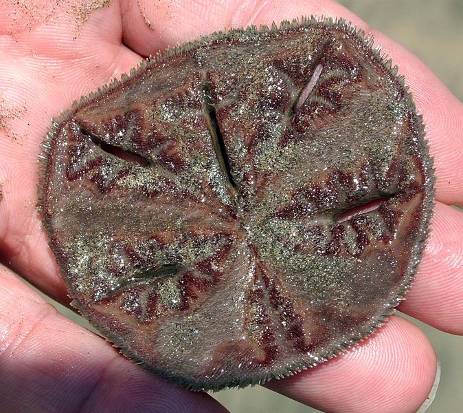 Sand Dollar "OCEAN TREASURES" Memorial Library