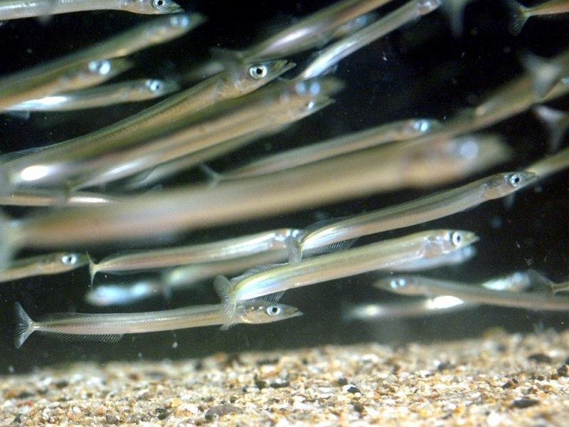 Sand Eel "OCEAN TREASURES" Memorial Library