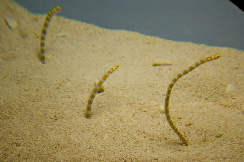 Sand Eel "OCEAN TREASURES" Memorial Library