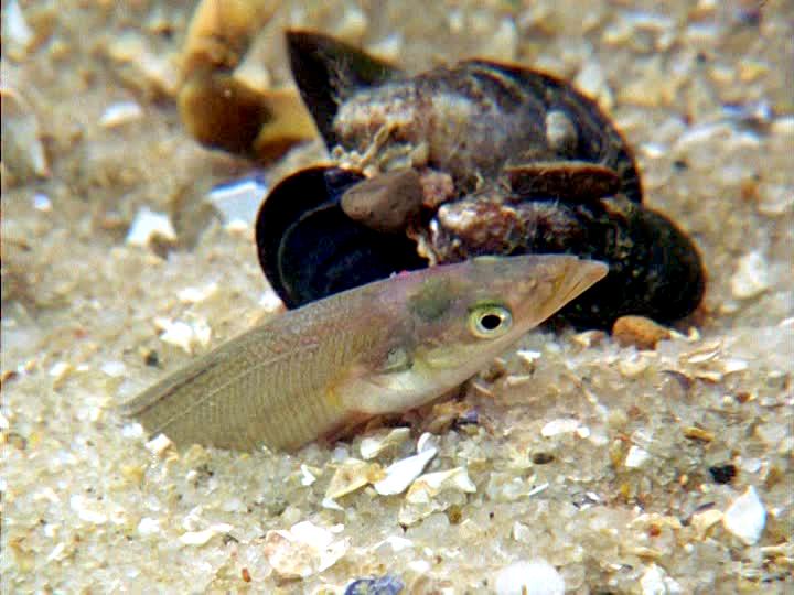 Sand Eel "OCEAN TREASURES" Memorial Library