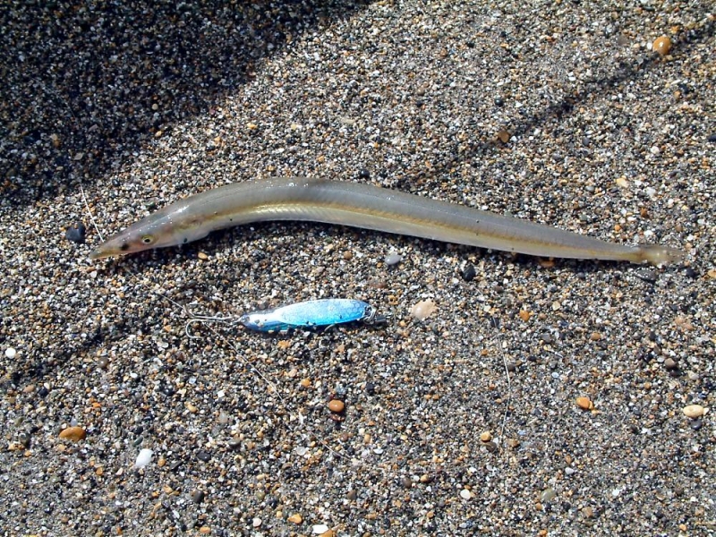 Sand Eel "OCEAN TREASURES" Memorial Library