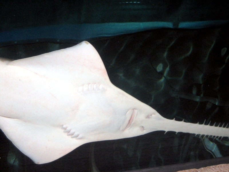 Saw Shark "OCEAN TREASURES" Memorial Library