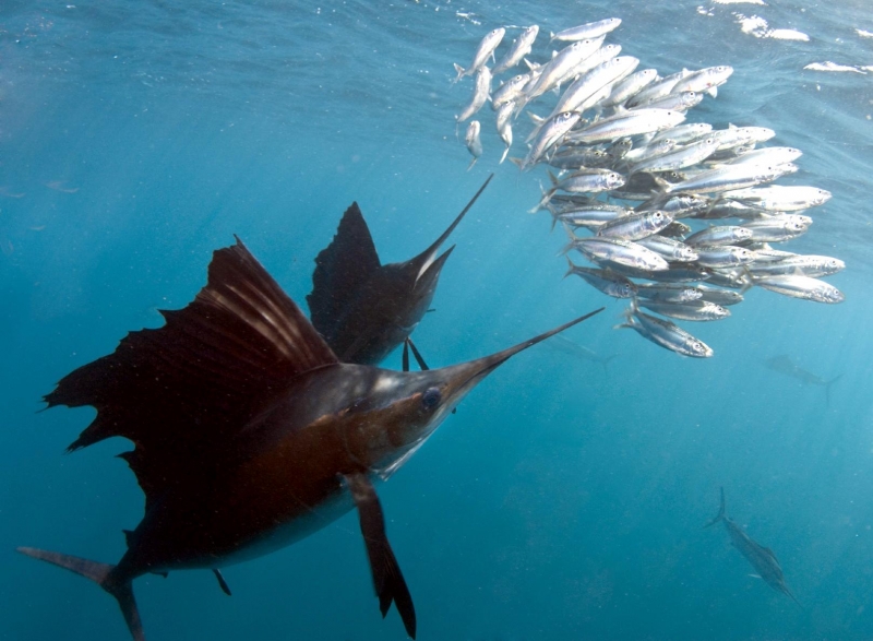 Swordfish "OCEAN TREASURES" Memorial Library