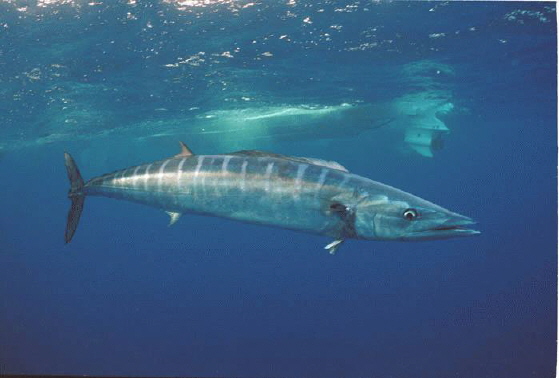 Wahoo "OCEAN TREASURES" Memorial Library